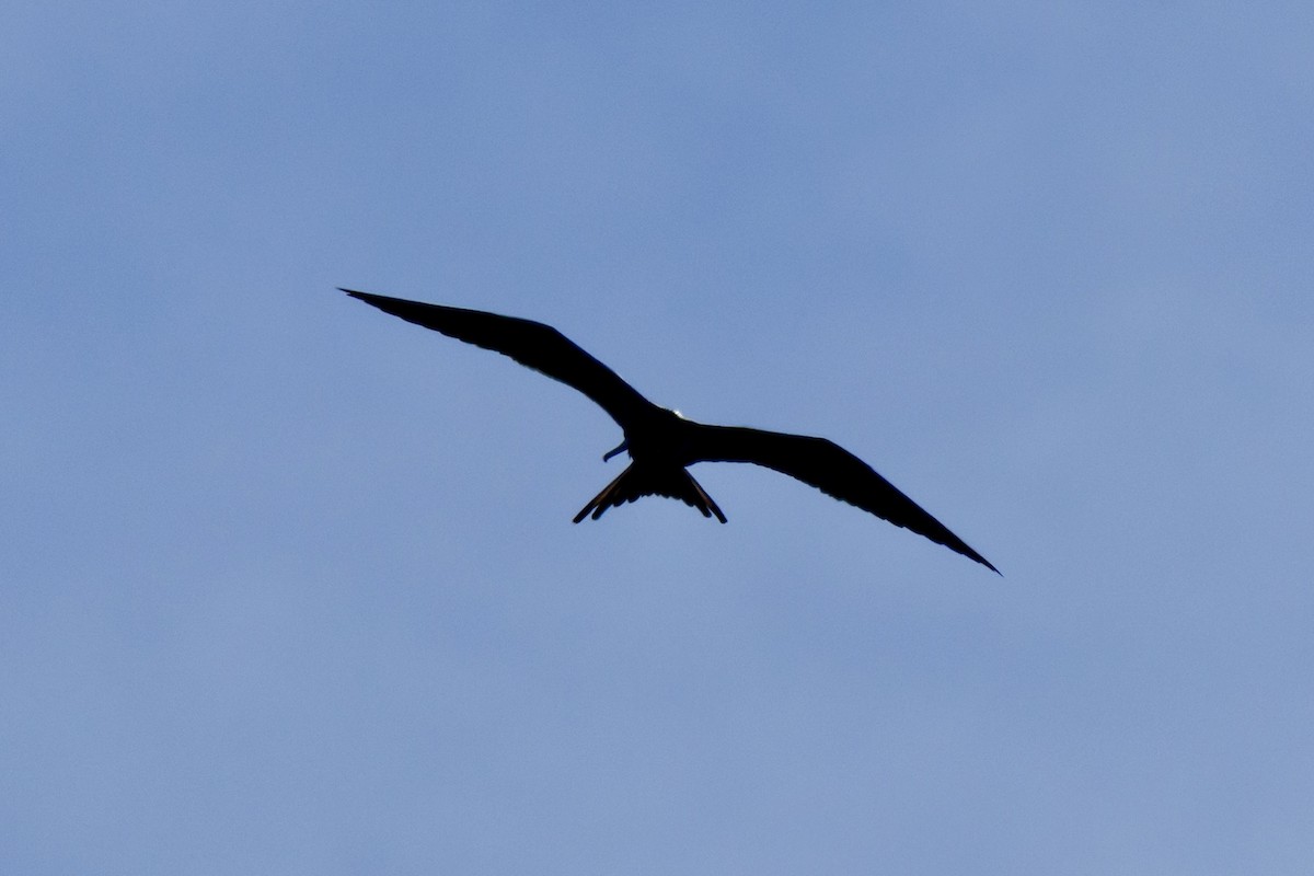 Magnificent Frigatebird - ML646800236