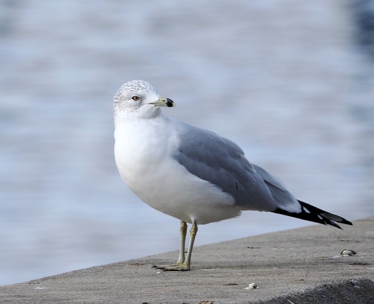 Halkalı Martı - ML646800237