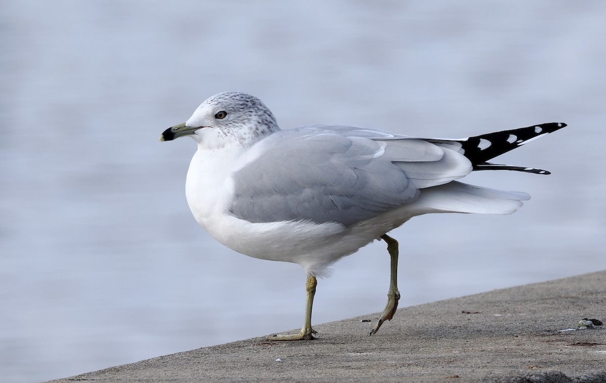 Halkalı Martı - ML646800238