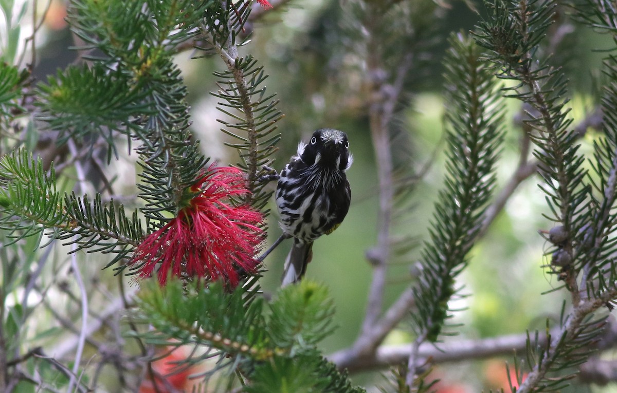 New Holland Honeyeater - ML646800239