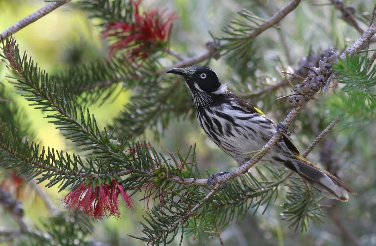 New Holland Honeyeater - ML646800240