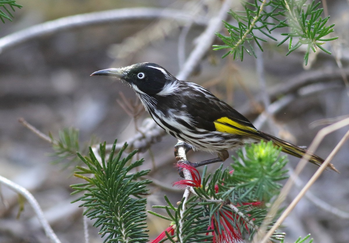New Holland Honeyeater - ML646800241