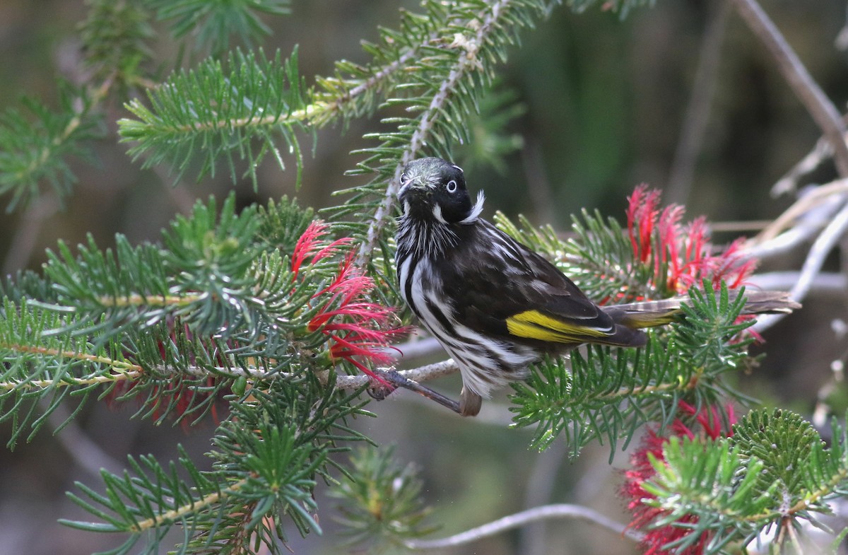 New Holland Honeyeater - ML646800242