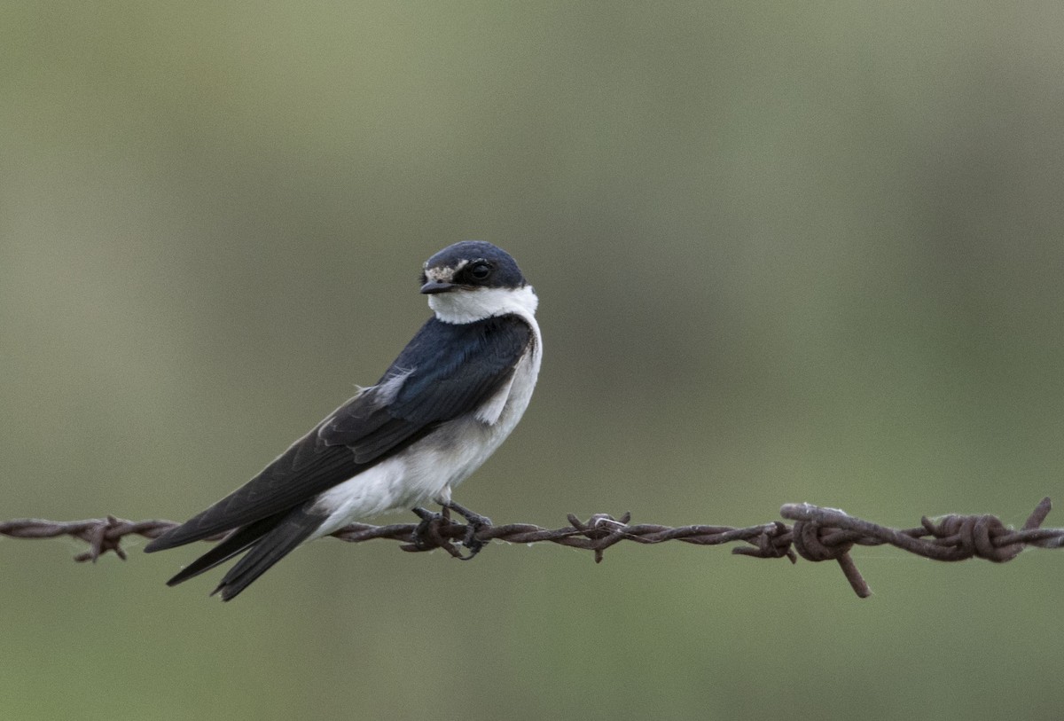 White-rumped Swallow - ML646800248