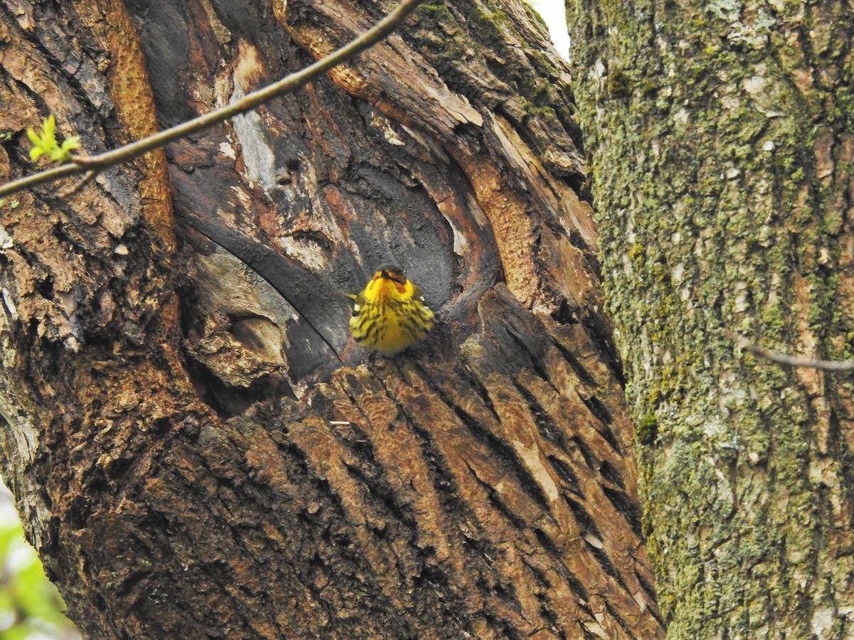 ホオアカアメリカムシクイ - ML646800249