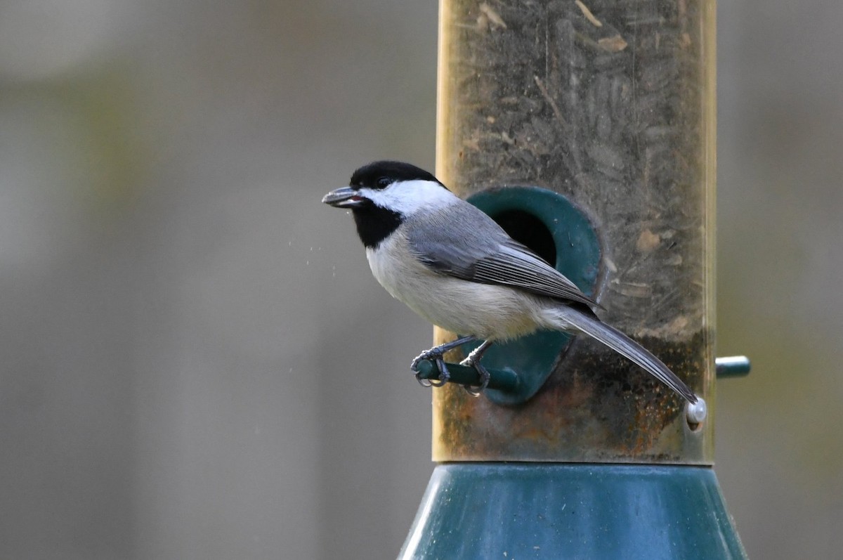 Каролинская гаичка - ML646800251