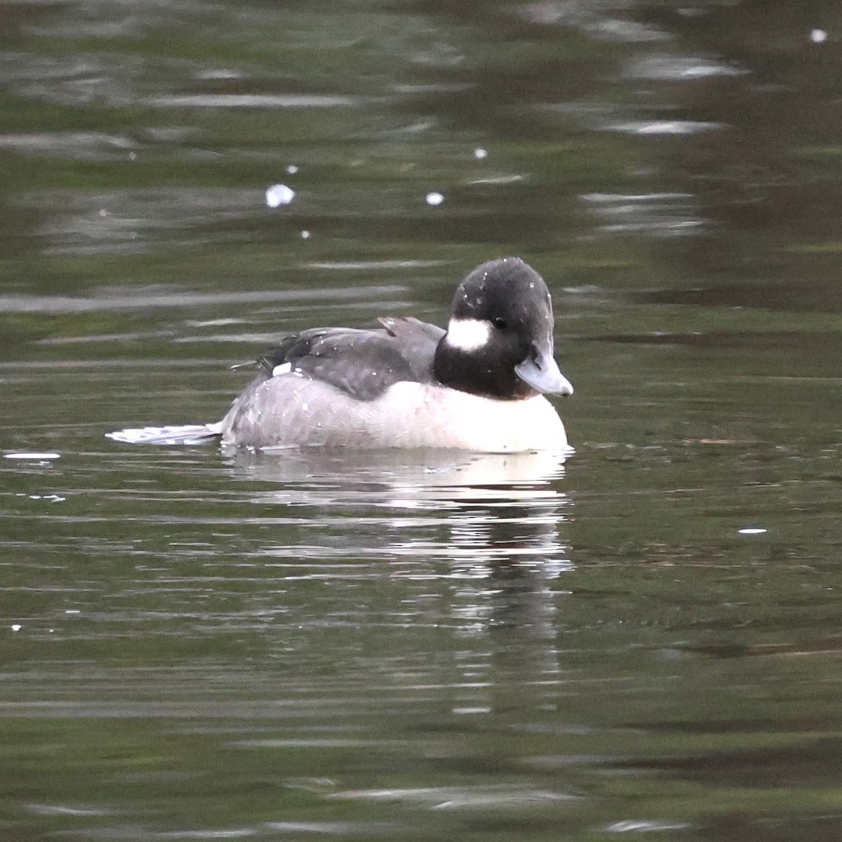 Büffelkopfente - ML646800255