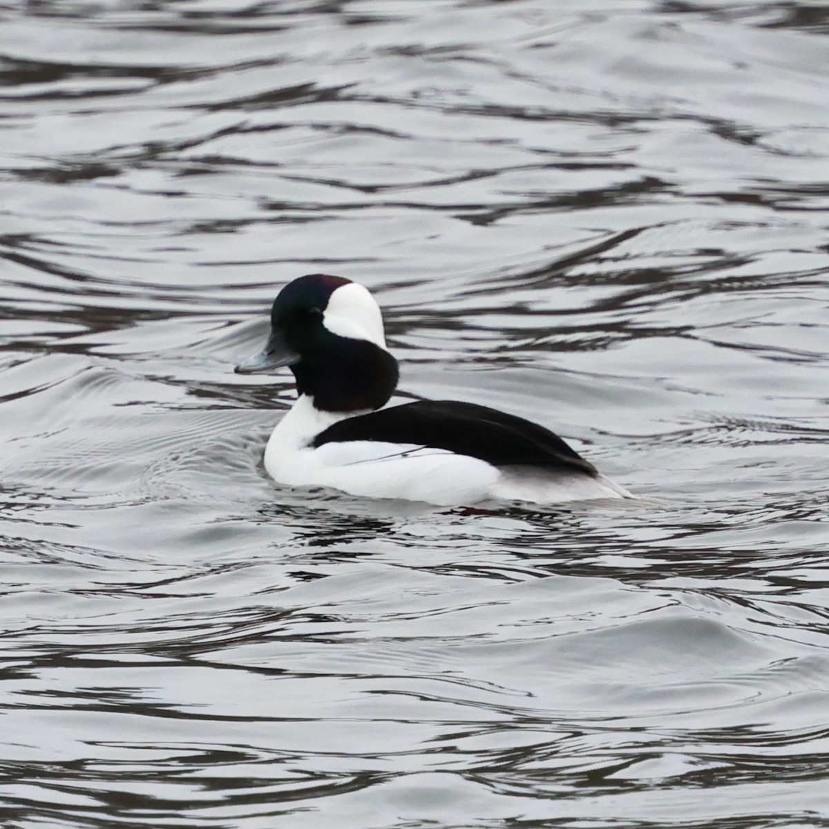 Büffelkopfente - ML646800256