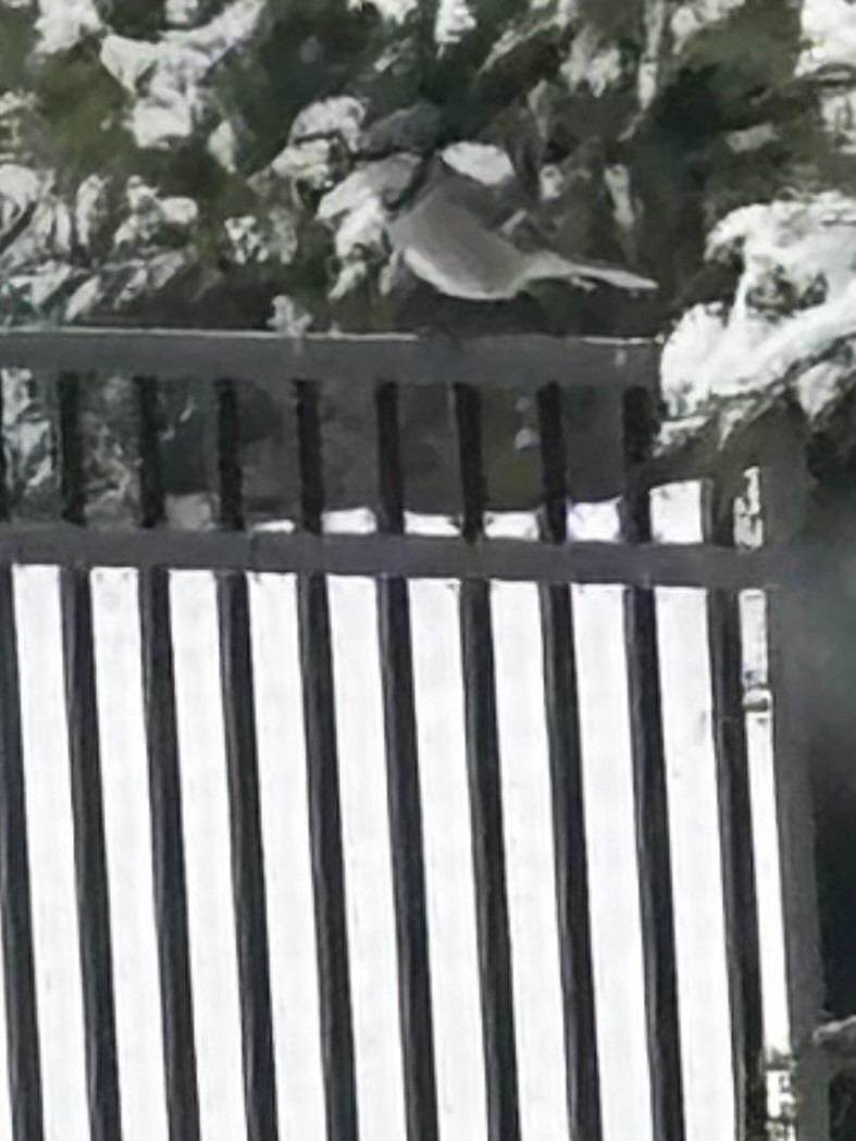 Blue Jay - ML646800258