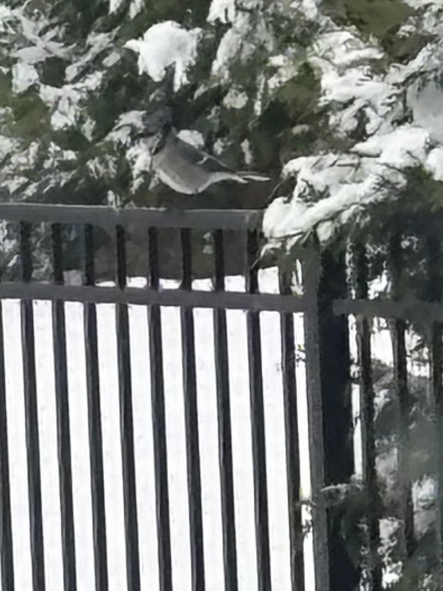 Blue Jay - ML646800259