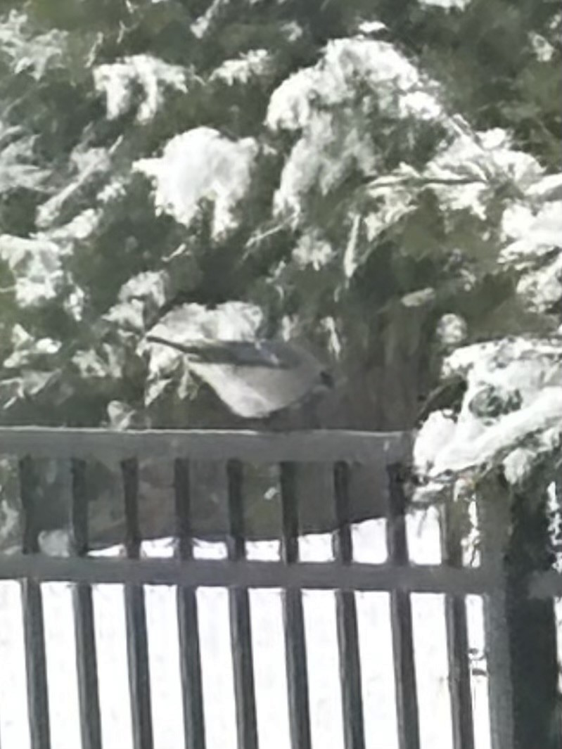 Blue Jay - ML646800260