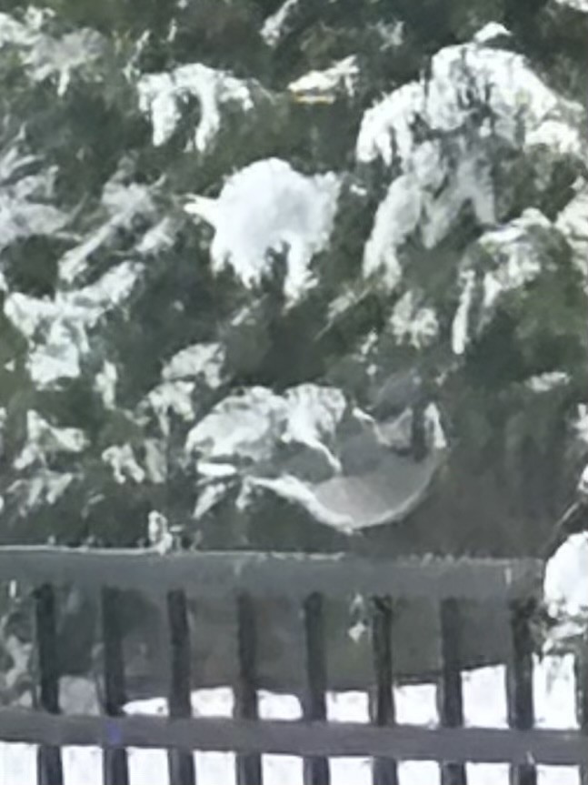 Blue Jay - ML646800261