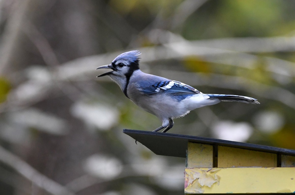 Сизойка блакитна - ML646800262