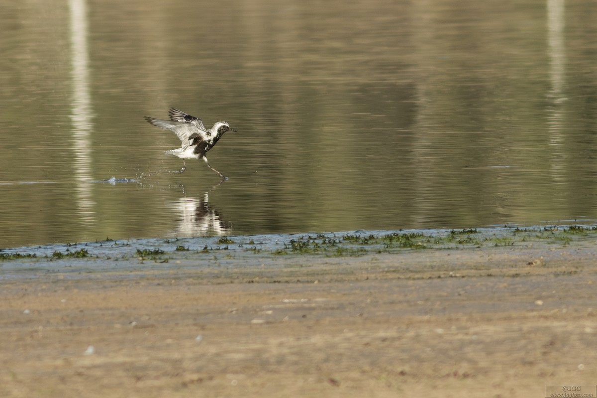 Gümüş Yağmurcun - ML646800264