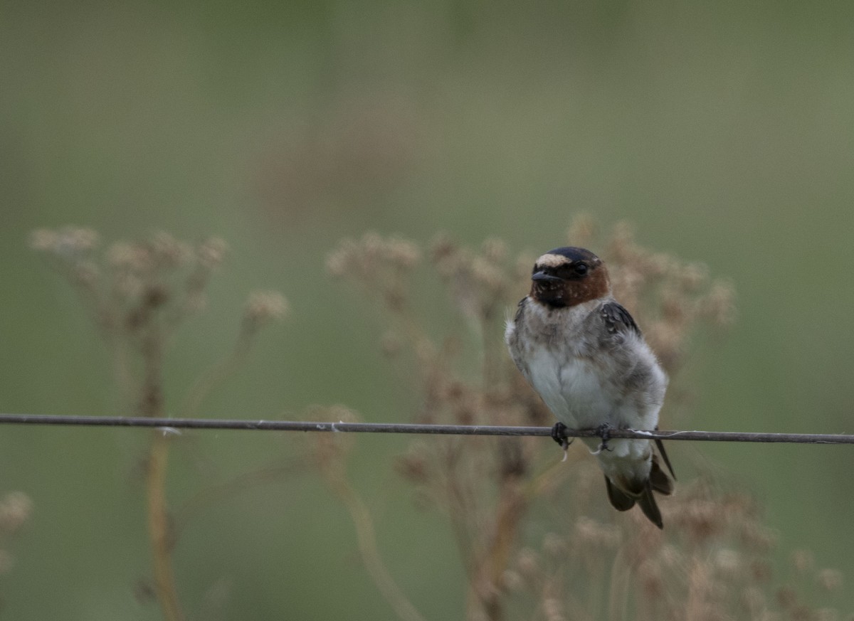 Cliff Swallow - ML646800265