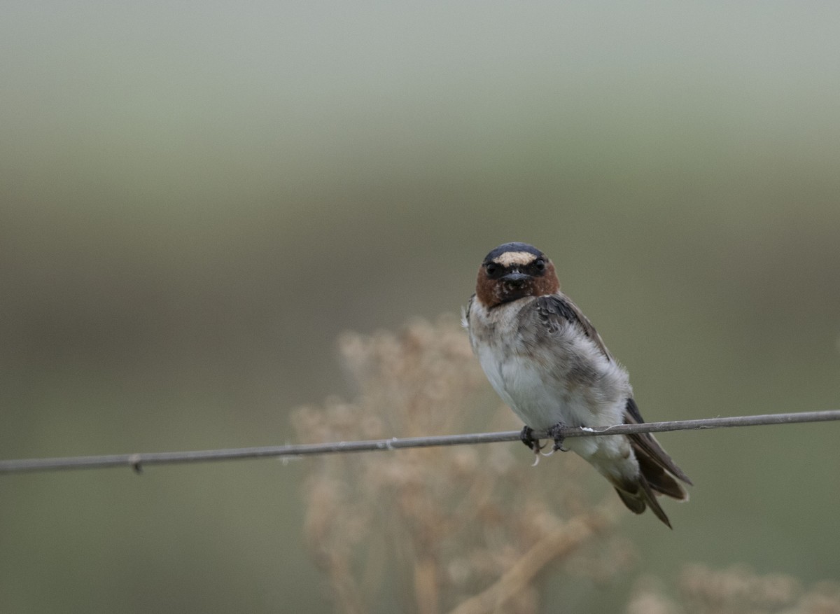 Cliff Swallow - ML646800266