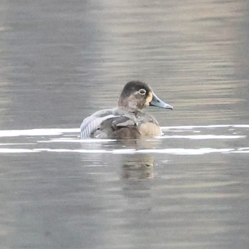 Ringschnabelente - ML646800267