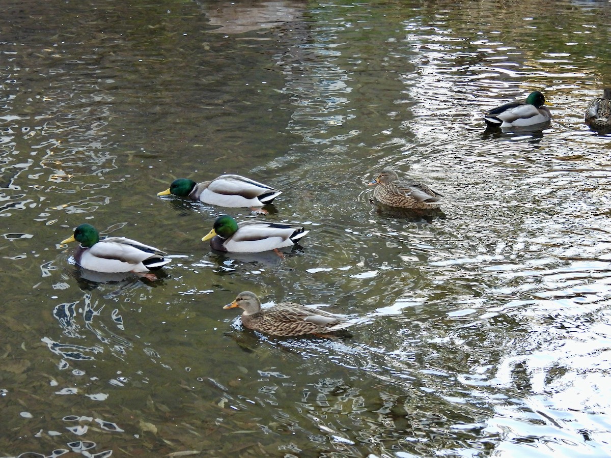 マガモ - ML646800268