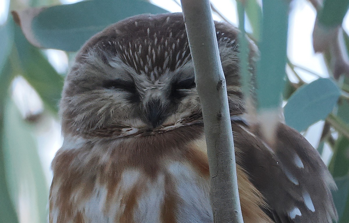 Northern Saw-whet Owl - ML646800270