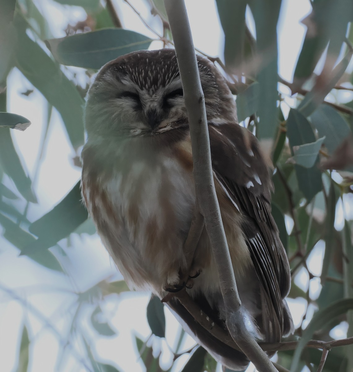 Northern Saw-whet Owl - ML646800271