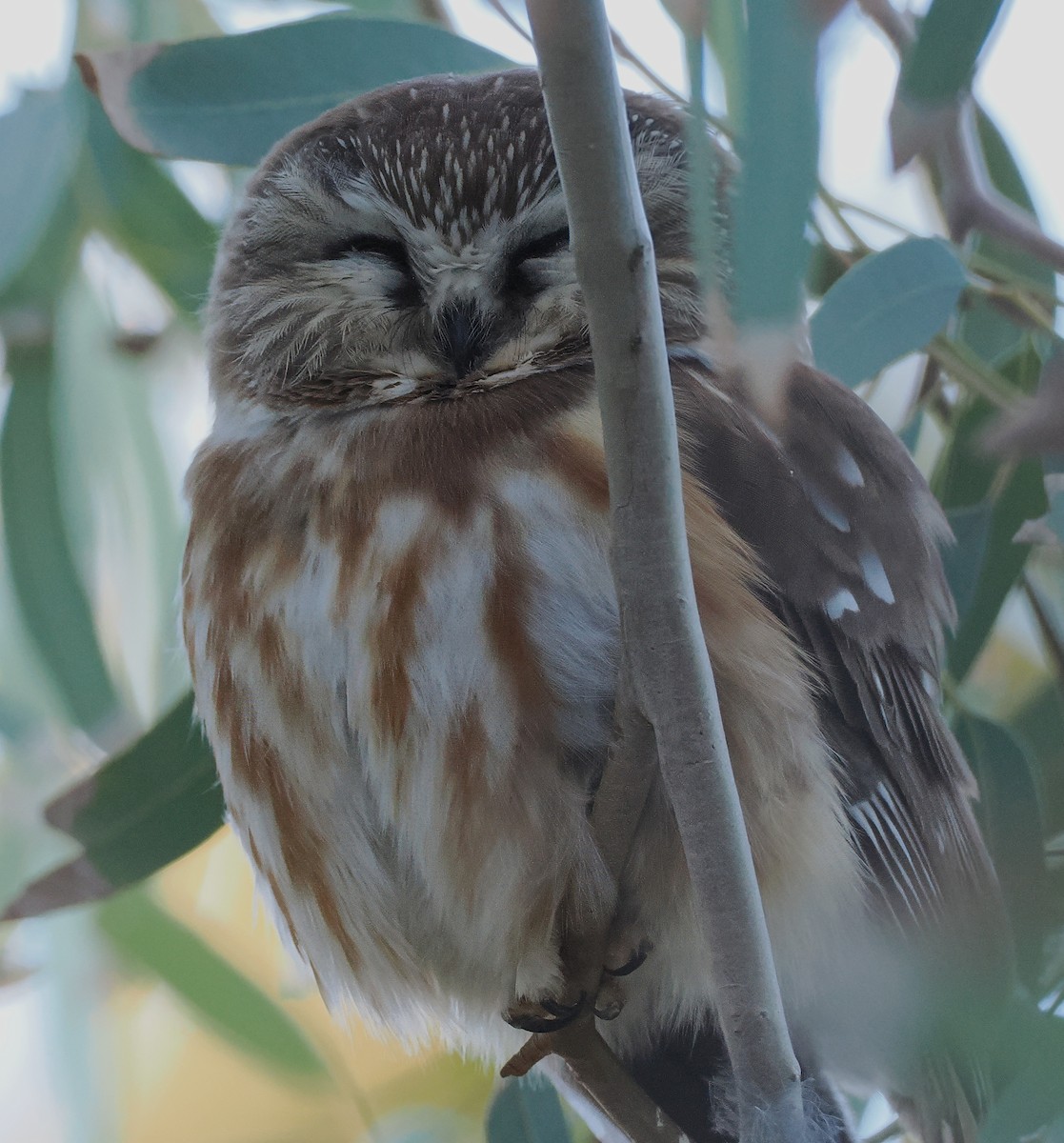 Northern Saw-whet Owl - ML646800272