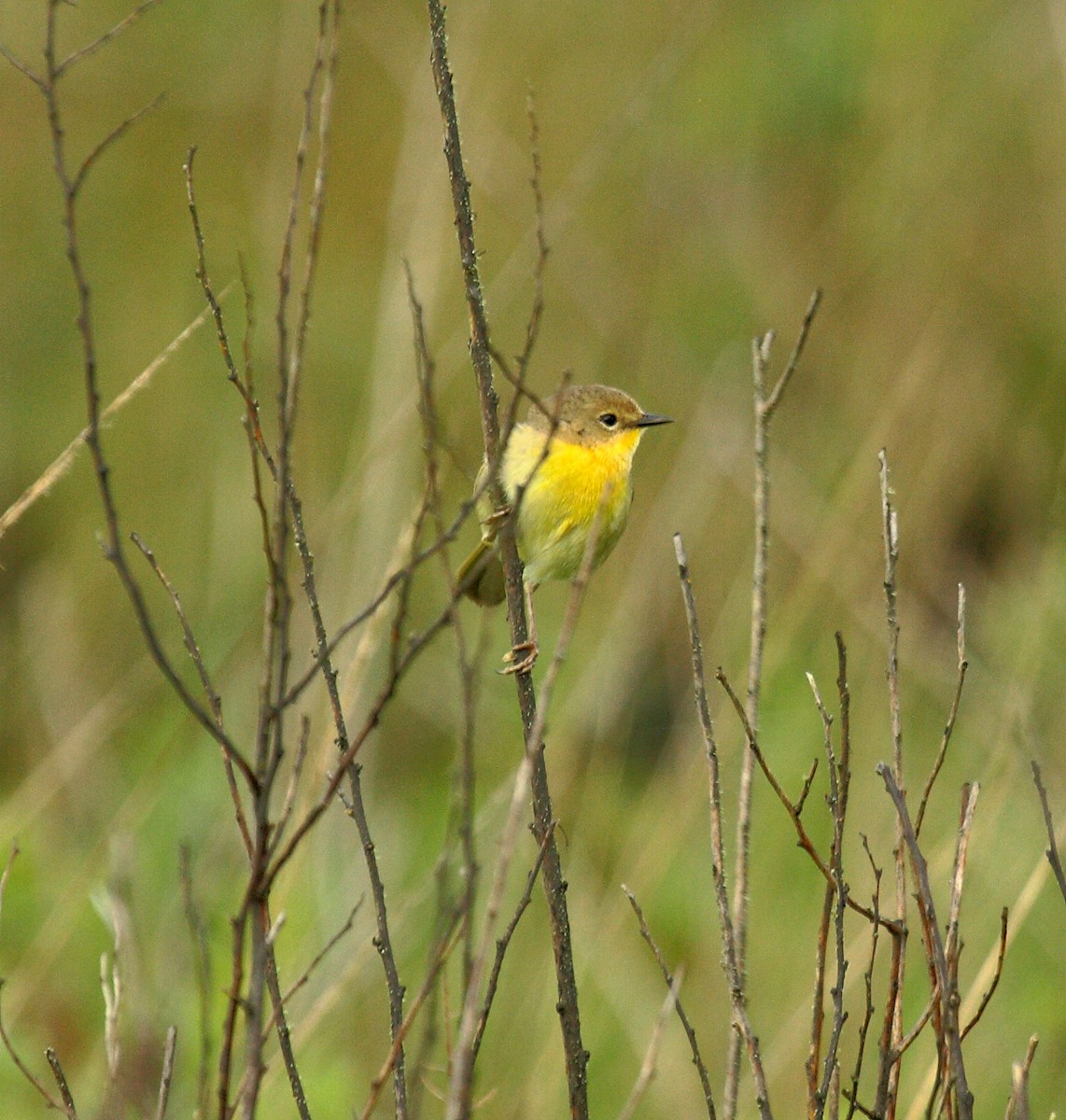 Северная желтогрудка - ML646800273