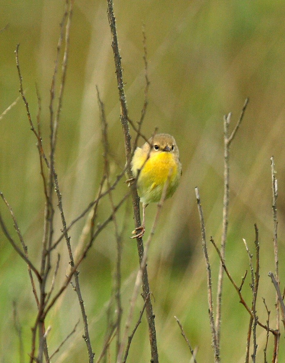 Северная желтогрудка - ML646800274