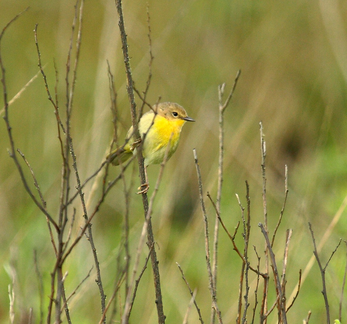 Северная желтогрудка - ML646800275