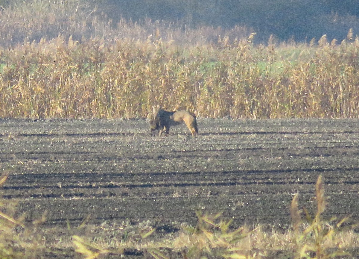 動物界 - ML646800276