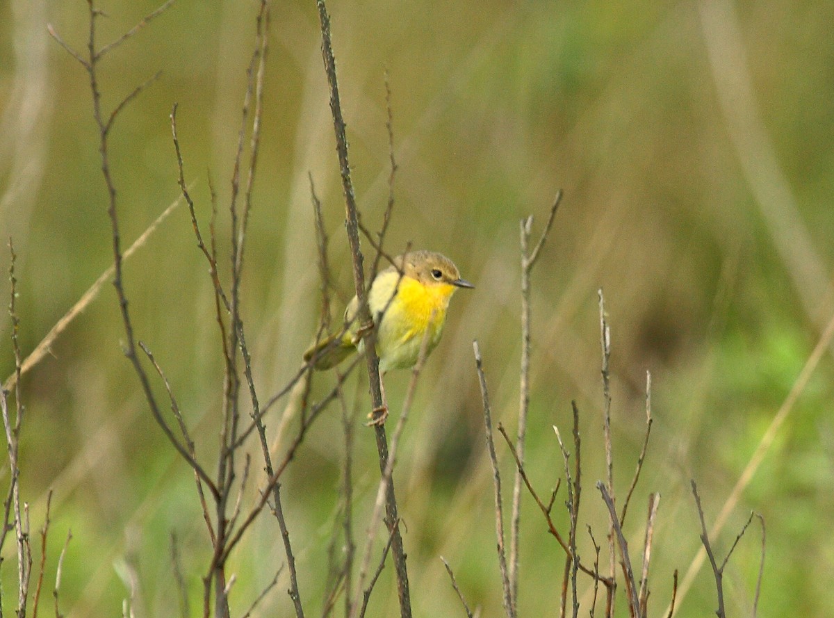 Северная желтогрудка - ML646800277