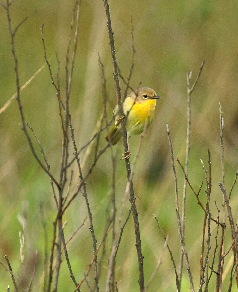 Северная желтогрудка - ML646800278