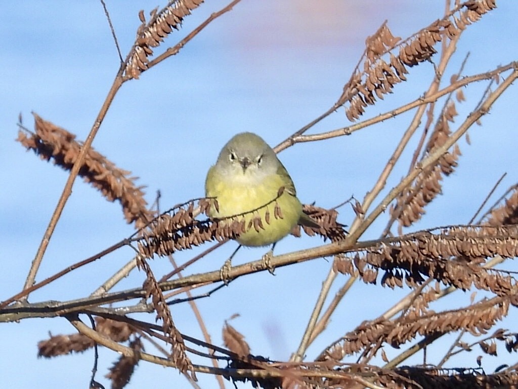 oransjekroneparula - ML646800296