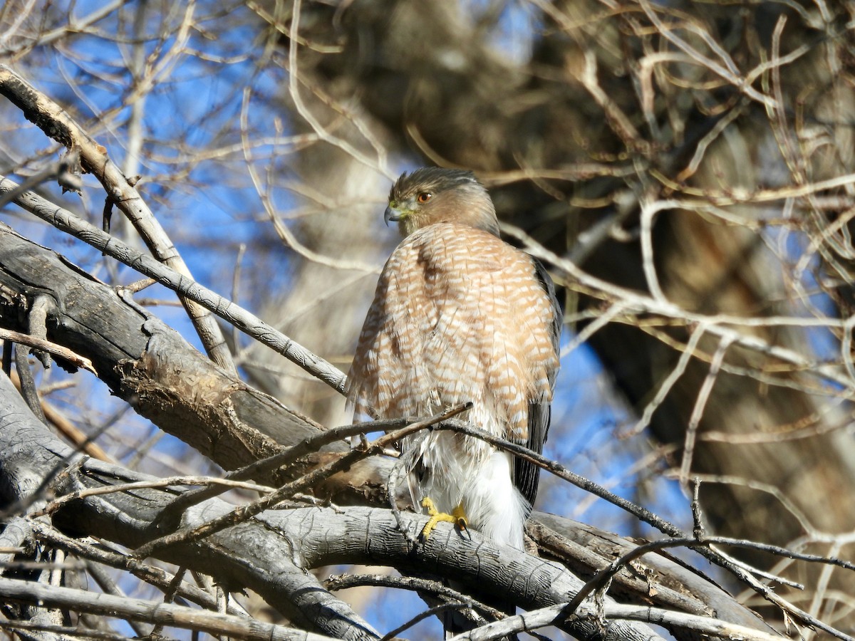 Cooper's Hawk - ML646800298