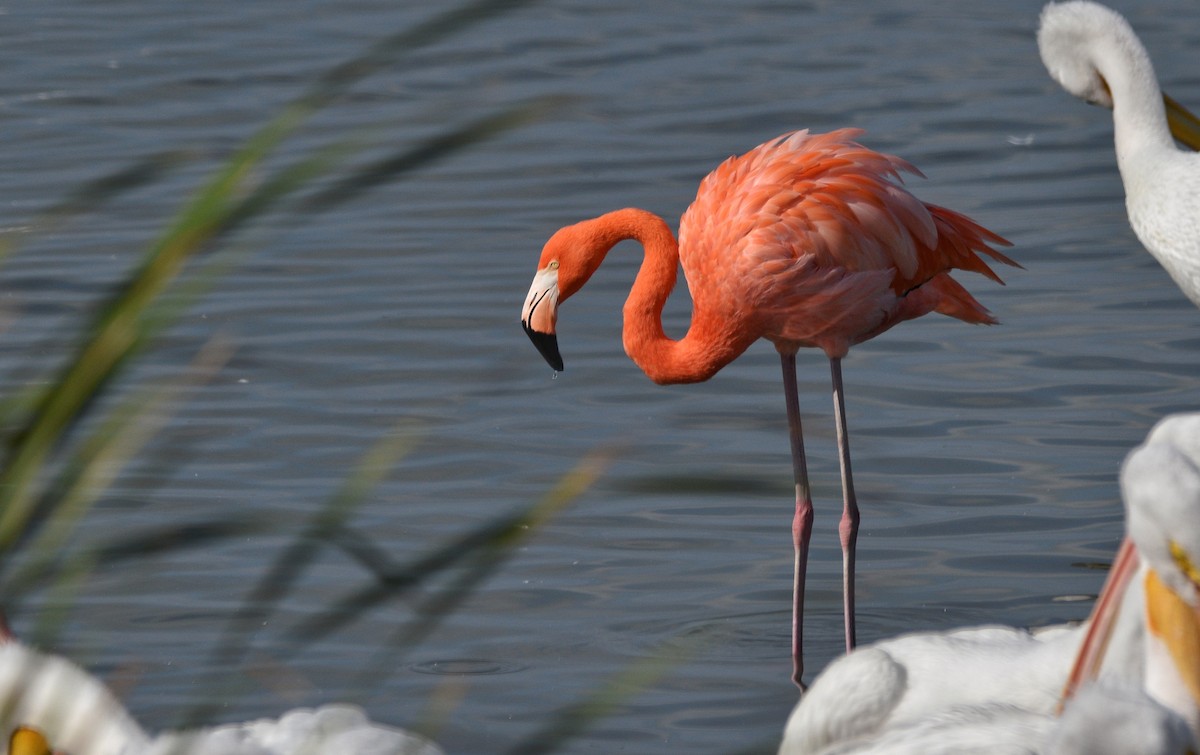 Красный фламинго - ML646800299