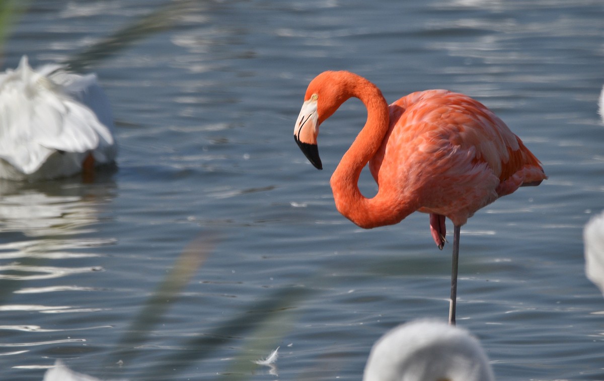 Красный фламинго - ML646800300