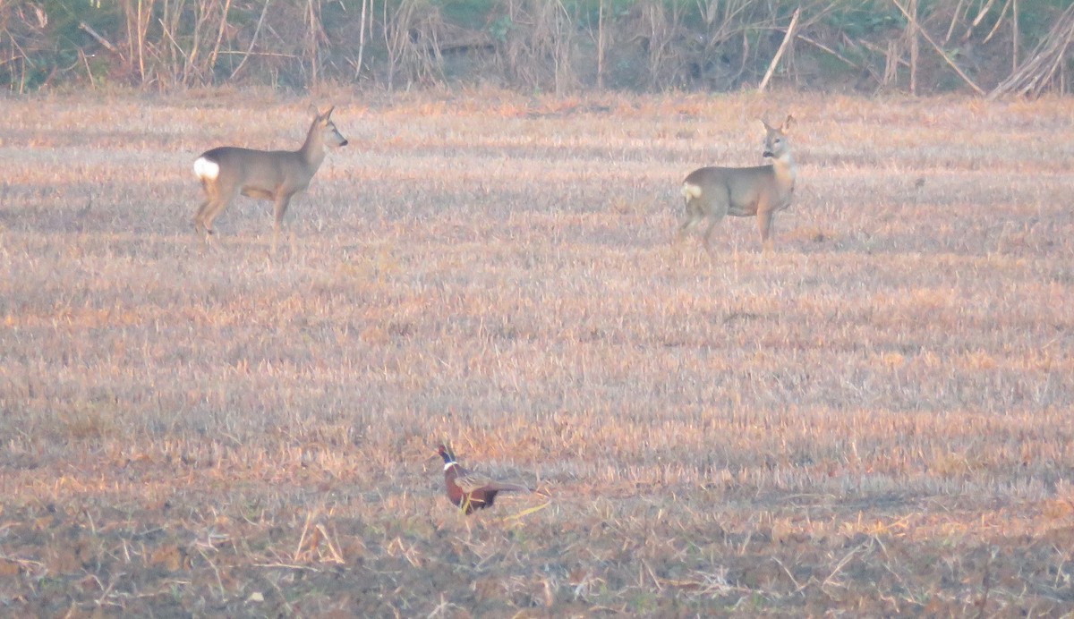 動物界 - ML646800301