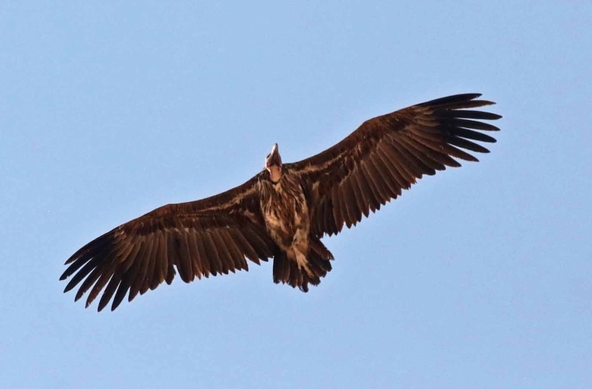 Ушастый гриф - ML646800303