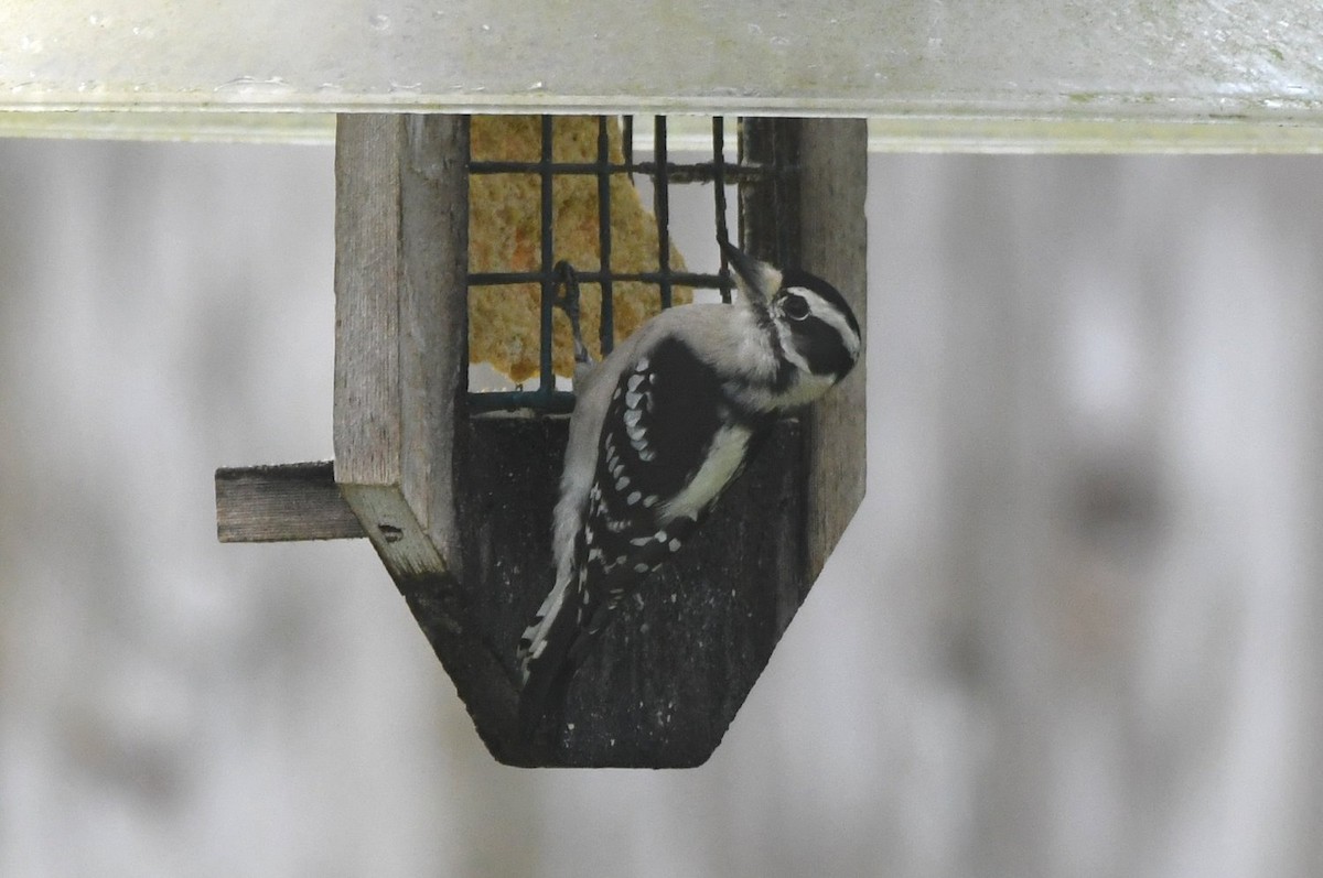 Дятел пухнастий - ML646800304