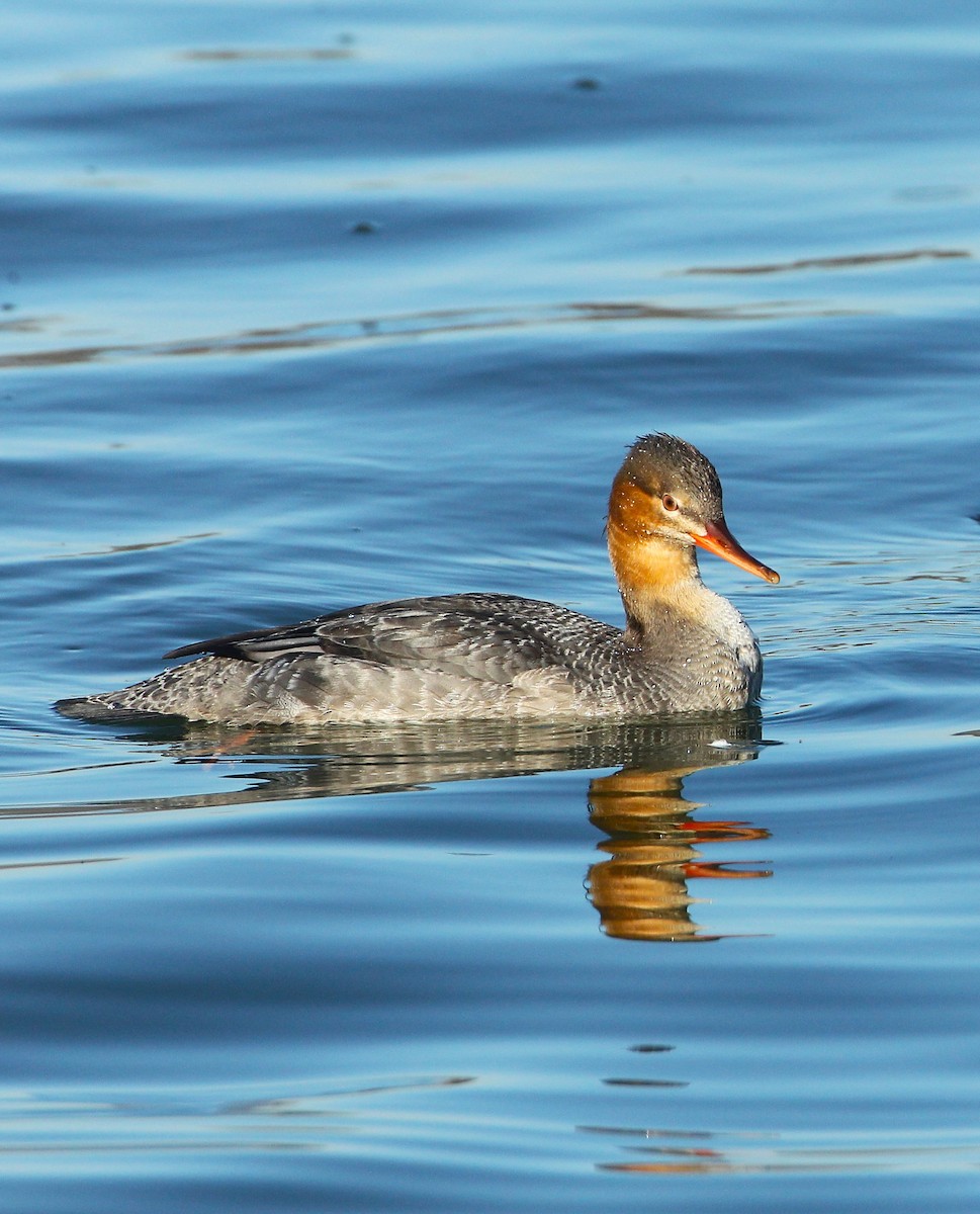 Крех середній - ML646800305