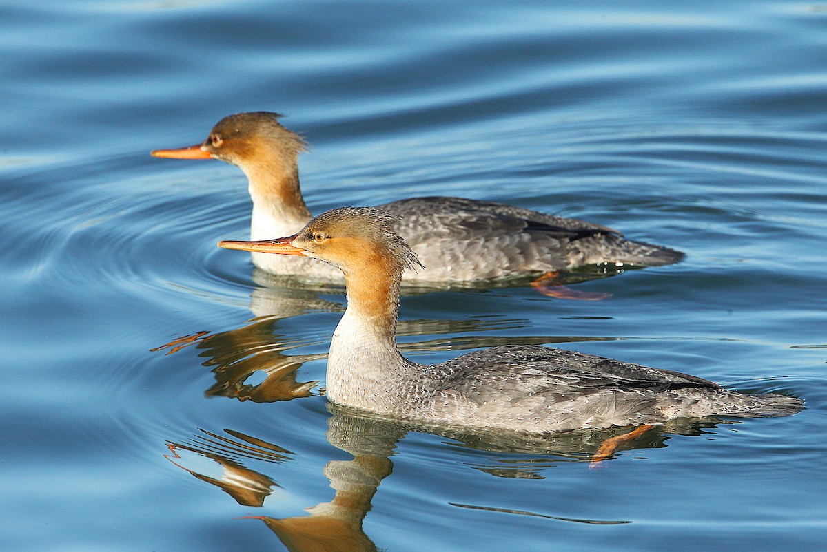 Крех середній - ML646800306