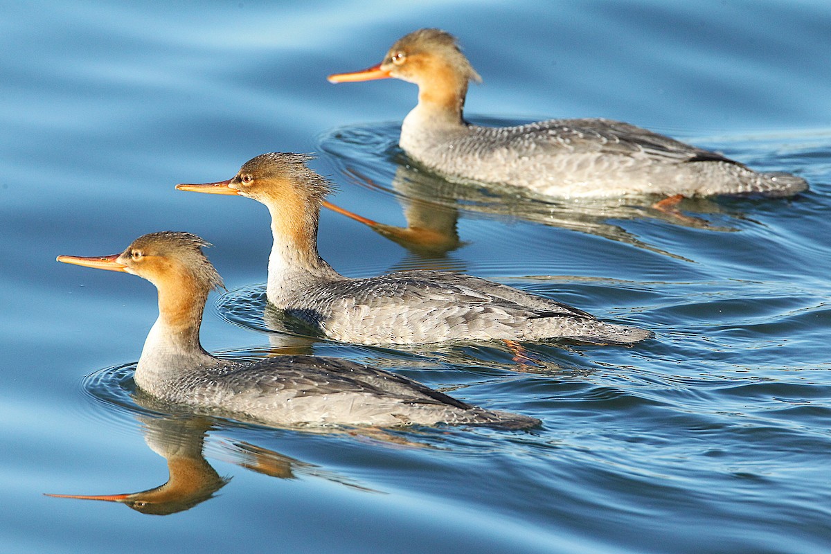 Крех середній - ML646800307