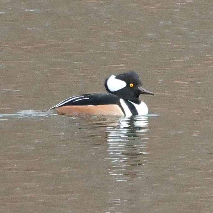 Kappensäger - ML646800308