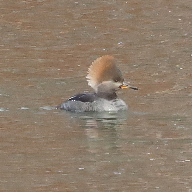 Kappensäger - ML646800309