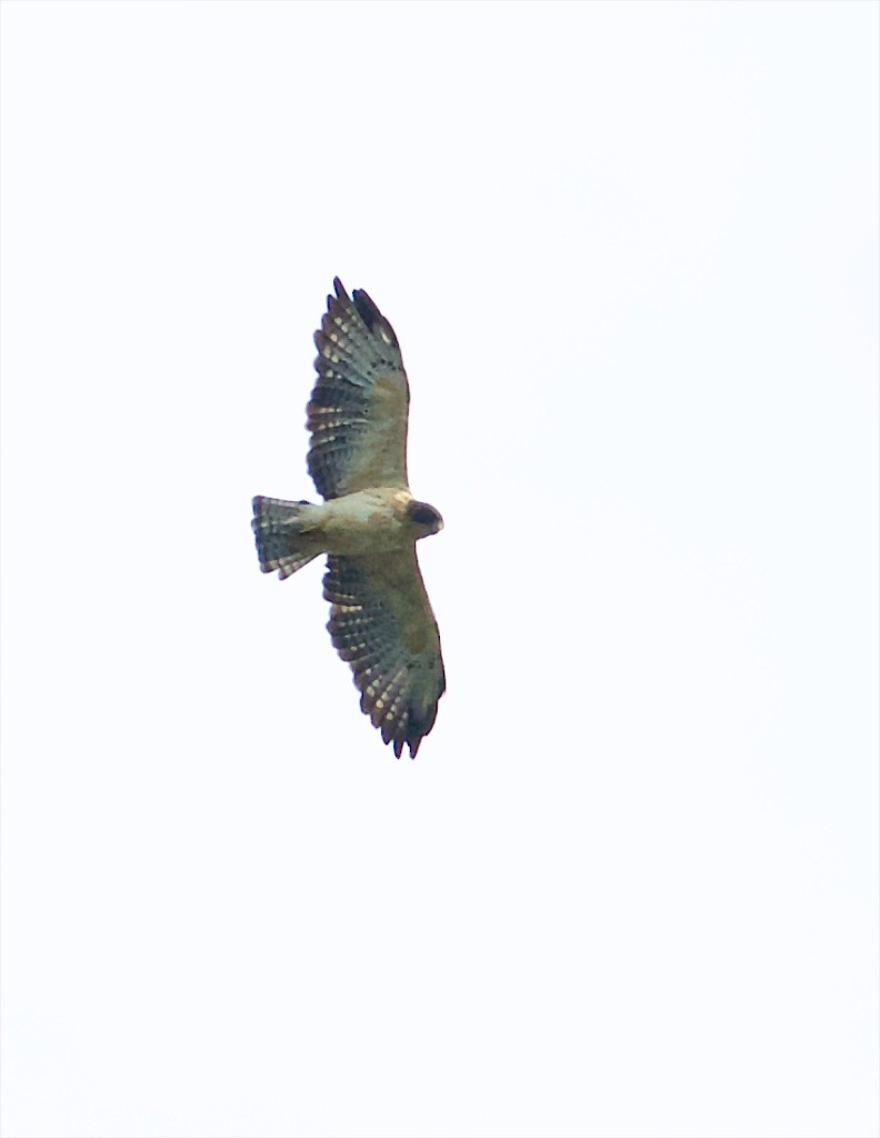 Short-tailed Hawk - ML64680031