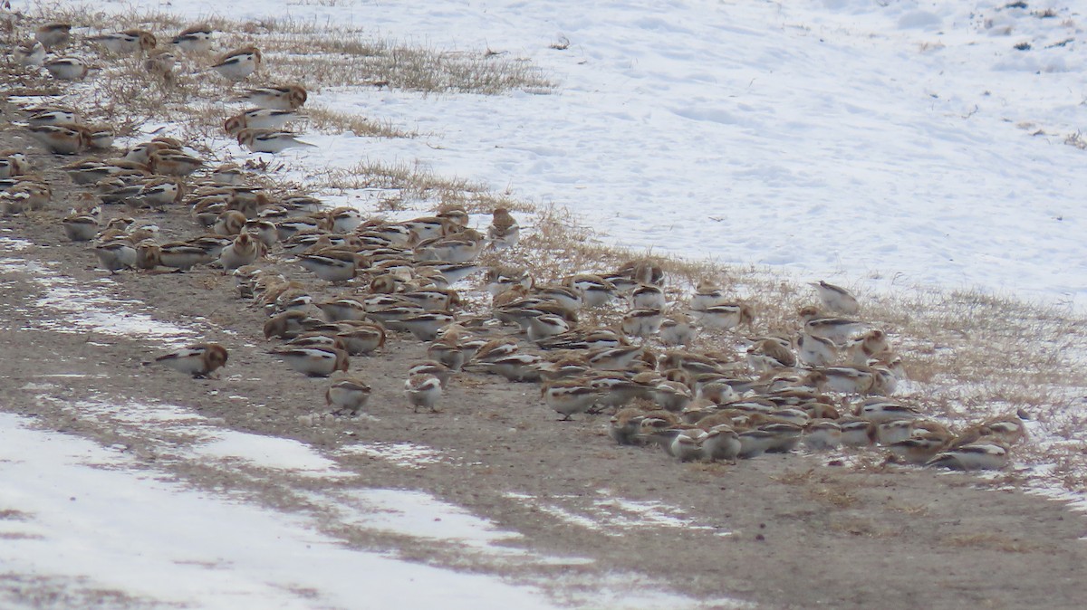 Plectrophane des neiges - ML646800311