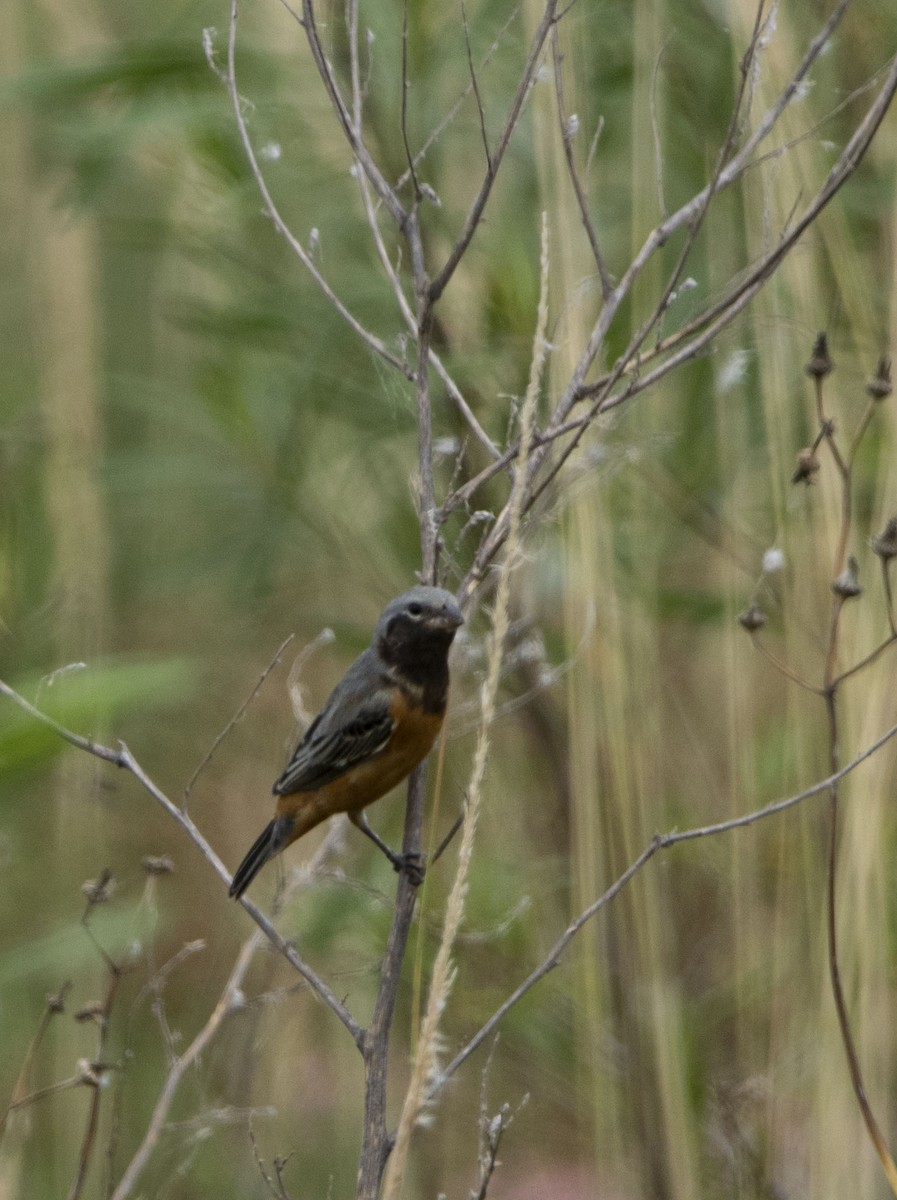 Dark-throated Seedeater - ML646800312
