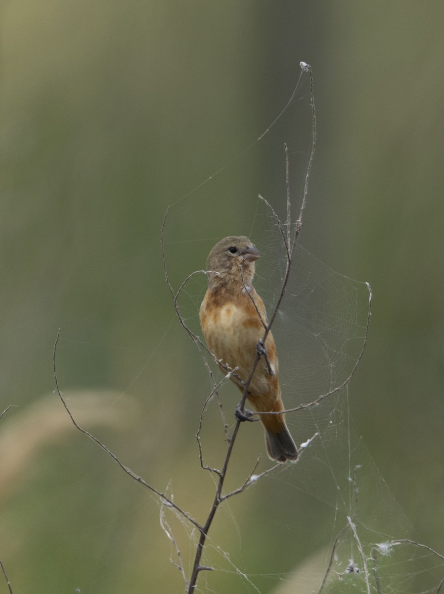 Dark-throated Seedeater - ML646800313