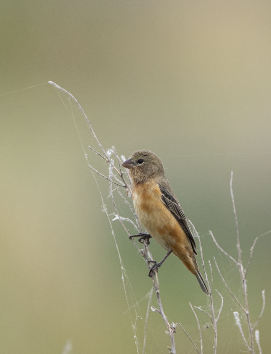Dark-throated Seedeater - ML646800314
