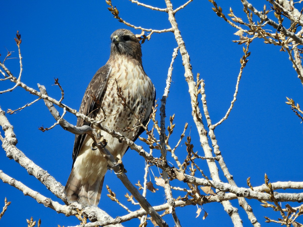 アカオノスリ - ML646800318