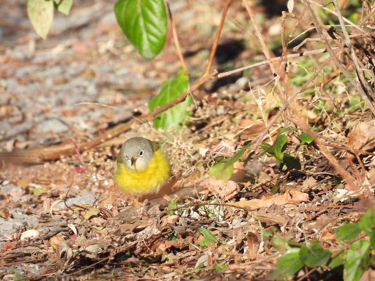 bjørkeparula - ML646800320